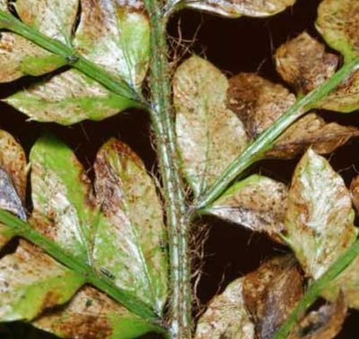 Figure 7. Damage produced by greenhouse thrips, Heliothrips haemorrhoidalis (Bouché), feeding on wood fern.
