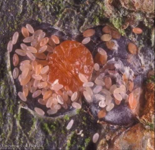 Figure 4. Adult female white peach scale, Pseudaulacaspis pentagona (Targioni), with eggs.