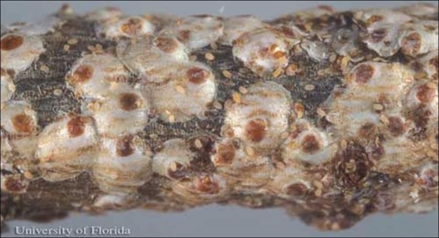 Figure 1. Adults and immatures of the white peach scale, Pseudaulacaspis pentagona (Targioni).