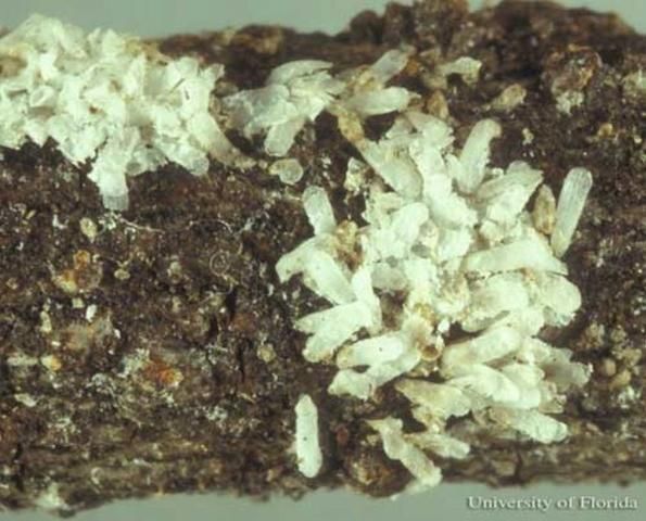 Figure 3. Adult male white peach scale, Pseudaulacaspis pentagona (Targioni).