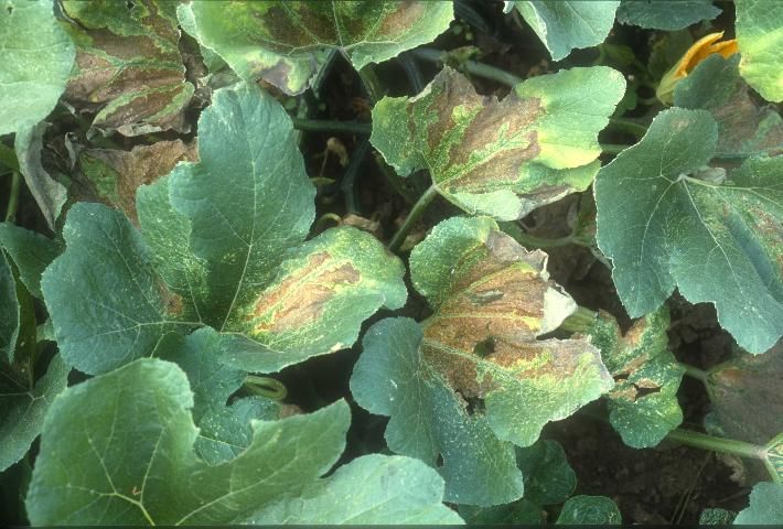 Figure 5. Discoloration and death of leaf tissue following feeding by squash bugs, Anasa tristis (DeGeer).