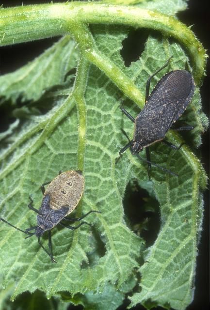 Figure 2. Adult and nymph of squash bugs, Anasa tristis (DeGeer).