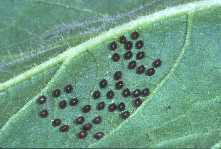 Figure 1. Cluster of squash bug eggs, Anasa tristis (DeGeer).