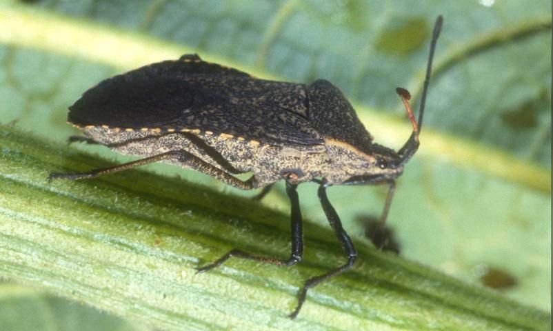 Figure 3. Lateral view of adult squash bugs, Anasa tristis (DeGeer).