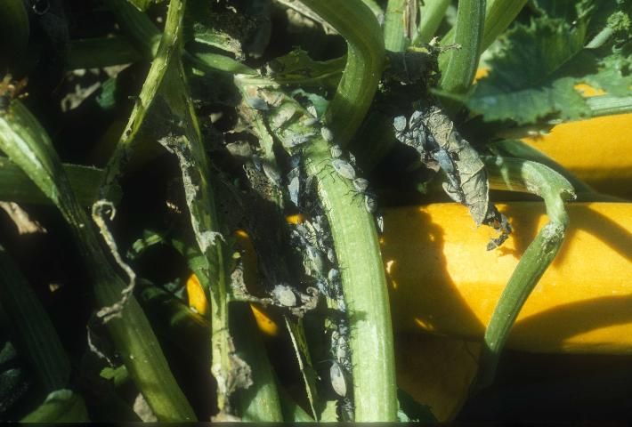 Figure 4. Aggregation of squash bugs, Anasa tristis (DeGeer), feeding on squash plant.