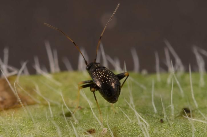 Figure 4. Brachypterous (short-winged) adult female garden fleahopper, Microtechnites bractatus (Say).