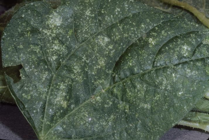 Figure 6. Leaf spotting caused by feeding of garden fleahopper, Microtechnites bractatus (Say).