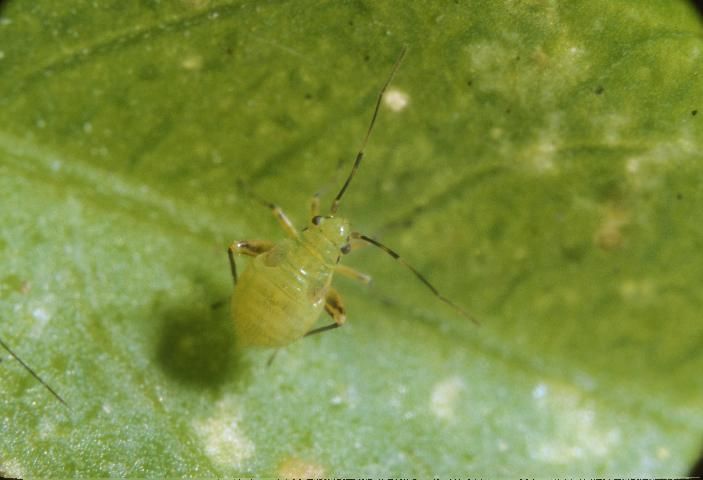 Figure 3. Nymph of garden fleahopper, Microtechnites bractatus (Say).