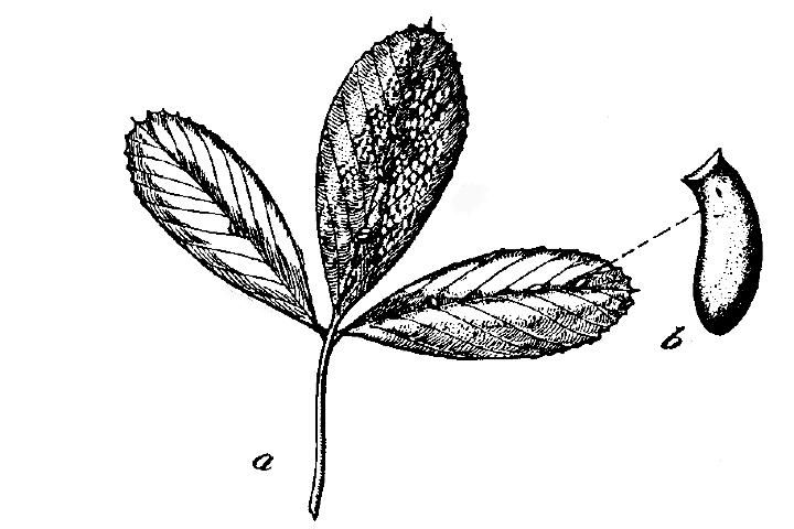 Figure 2. Eggs of the garden fleahopper, Microtechnites bractatus (Say) on alfalfa leaf (b) Egg (enlarged).