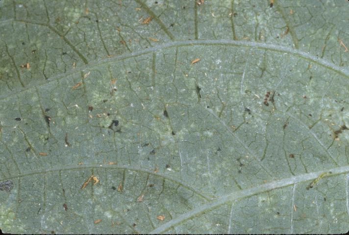 Figure 7. Fecal spots from the garden fleahopper, Microtechnites bractatus (Say), on underside of leaf.