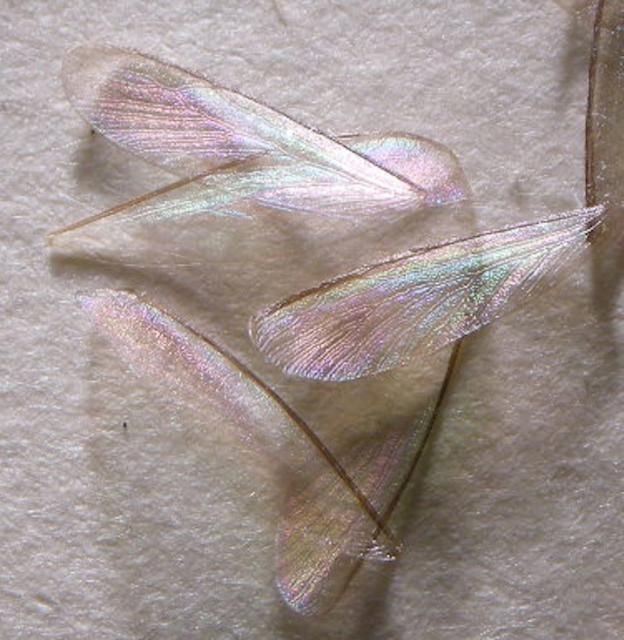Figure 9. Cryptotermes brevis (Walker) wings.