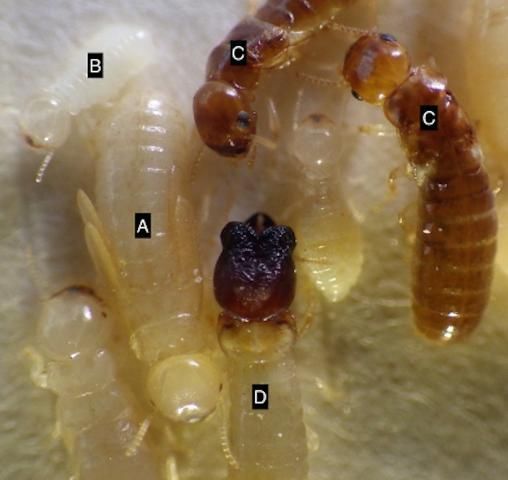 Cryptotermes brevis (Walker) nymph (A), pseudergate (B), dealates (C), and soldier (D). Credit: Johnalyn M. Gordon (), University of Florida”)
