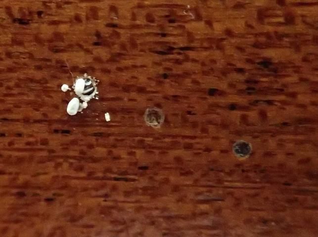 Open (right) and closed (middle and left) kick-out holes from Cryptotermes brevis (Walker), approximately 1 to 2 mm in diameter.