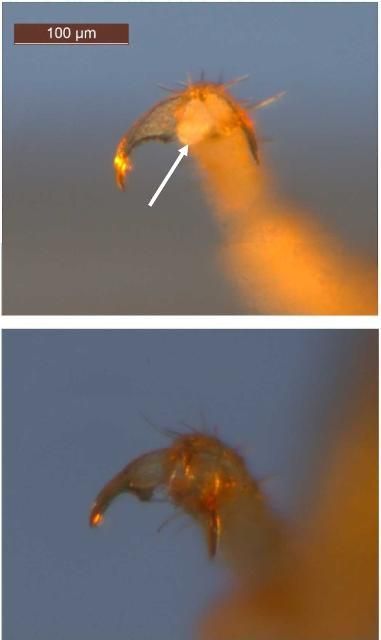 Comparison of arolium structure in two Cryptotermes species. Cryptotermes cavifrons (Banks), top, with arolium between tarsal claws indicated by arrow and Cryptotermes brevis (Walker), bottom, without arolium.