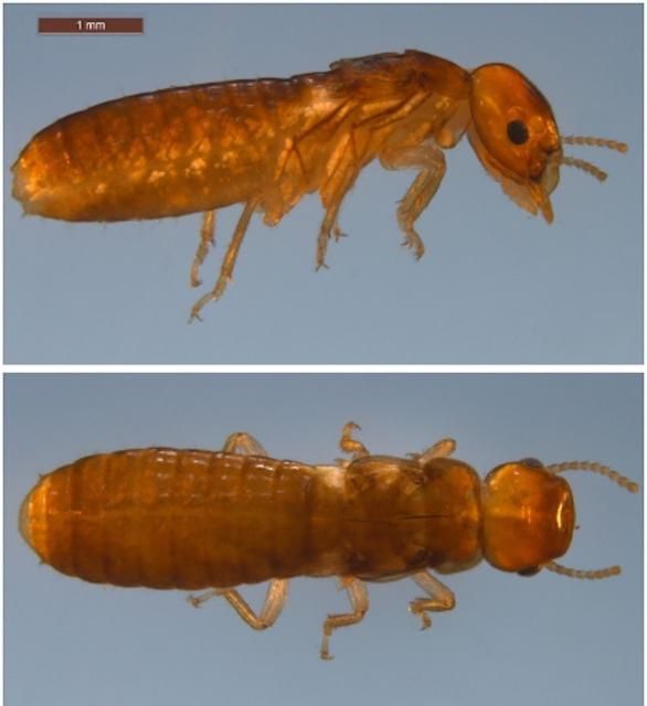 Cryptotermes brevis (Walker) dealate (post-flight imago), lateral (top) and dorsal (bottom) views.