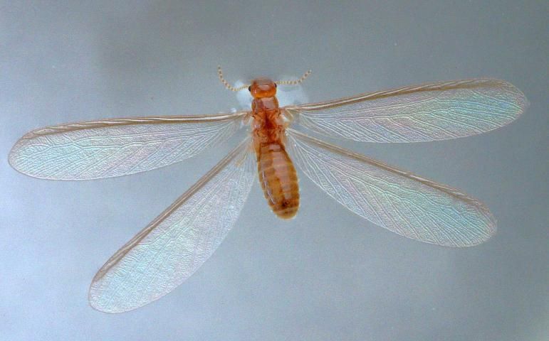 Cryptotermes brevis (Walker) alate on water.