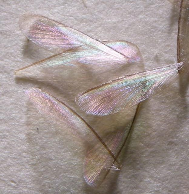 Cryptotermes brevis (Walker) wings. 