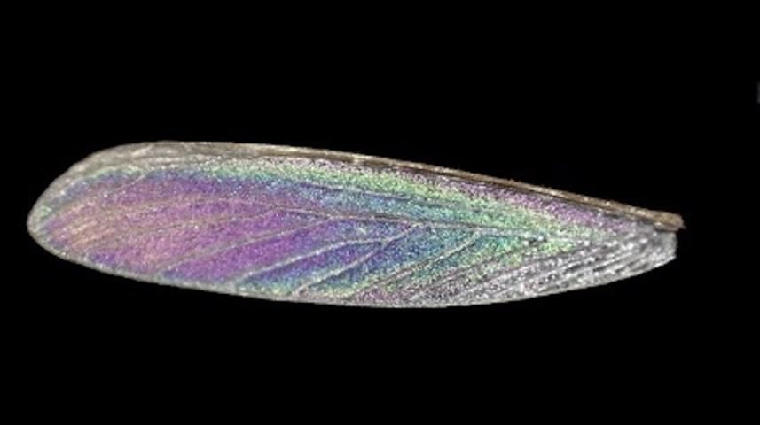 Cryptotermes brevis (Walker) wing with characteristic striking iridescence. 