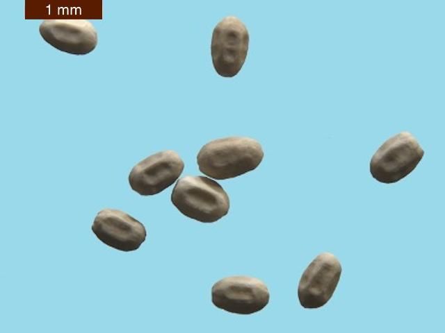 Pellets of Cryptotermes brevis (Walker).