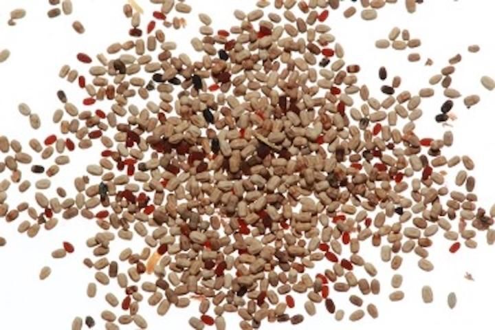 Color variation in Cryptotermes brevis (Walker) fecal pellets.