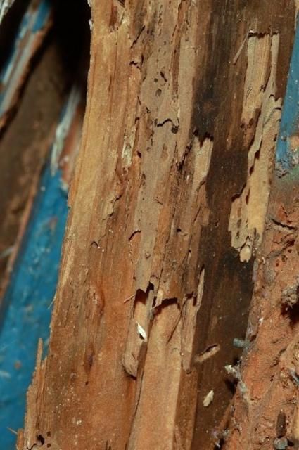 Wood damaged by Cryptotermes brevis (Walker). 