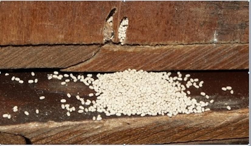 Pile of fecal pellets from Cryptotermes brevis (Walker).