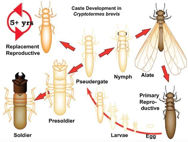 Caste development in Cryptotermes brevis (Walker). 