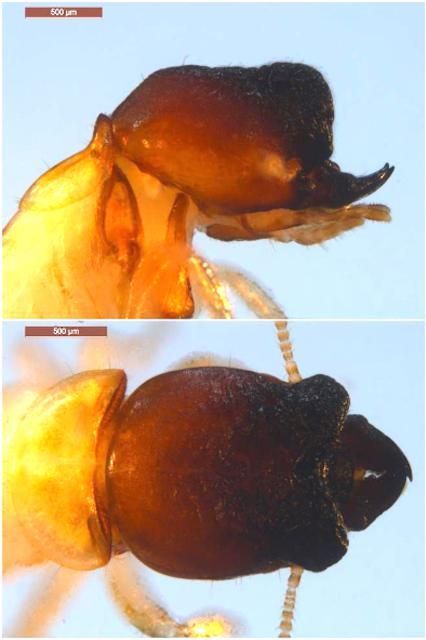 Cryptotermes brevis (Walker) soldier head, lateral (top) and dorsal (bottom) views.