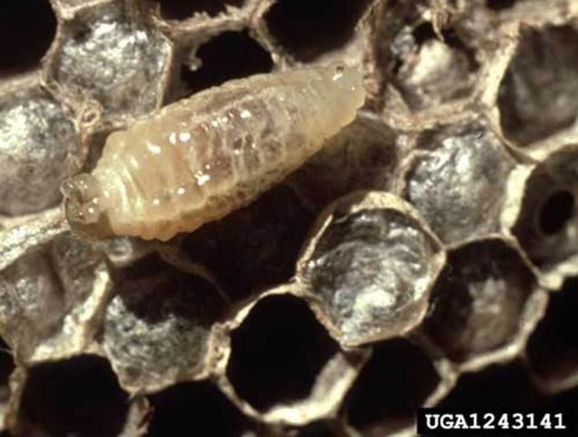 Figure 4. Larva of the baldfaced hornet, Dolichovespula maculata (Linnaeus).