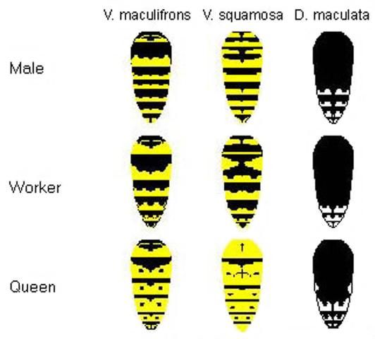 Figure 2. Color patterns of Florida yellowjackets.
