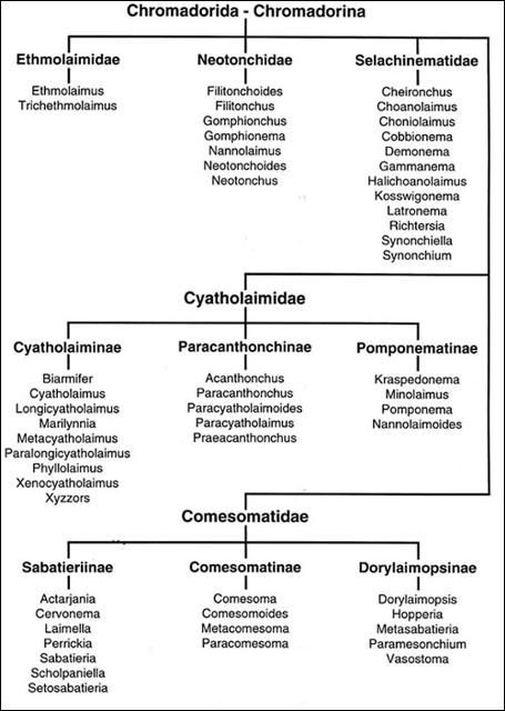 Figure 1. Flow chart of the taxa included in the key for free-living marine nematodes, super family Chromadoridae.
