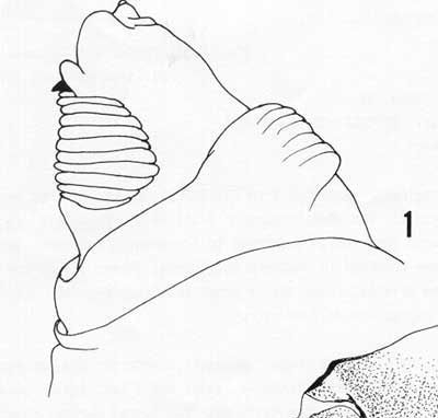 Figure 8. Head and buccal carinae of larva.