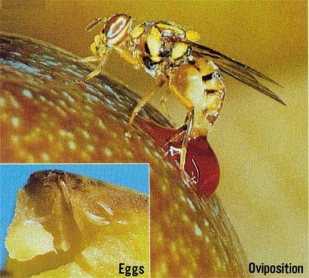 Figure 14. Female oriental fruit fly, Bactrocera dorsalis, ovipositing on citrus fruit.
