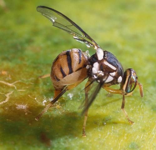 Figure 1. Adult female oriental fruit fly, Bactrocera dorsalis (Hendel), laying eggs by inserting her ovipositor in a papaya.