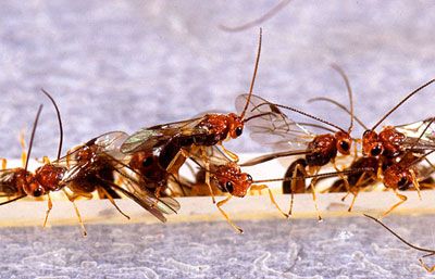Figure 13. Adults of the wasp Biosteres arisanus, a parasitoid of the oriental fruit fly, Bactrocera dorsalis (Hendel).