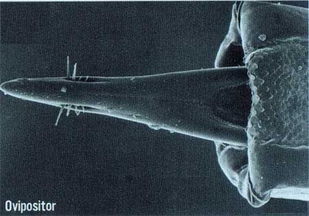 Figure 5. Ovipositor of the oriental fruit fly, Bactrocera dorsalis (Hendel).