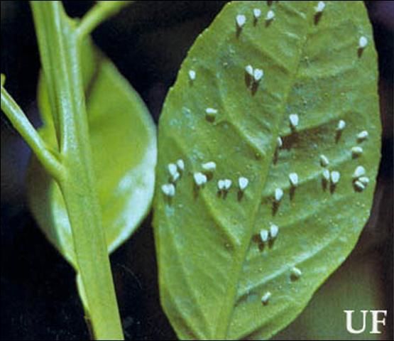 Figure 1. Adults of the citrus whitefly, Dialeurodes citri (Ashmead).