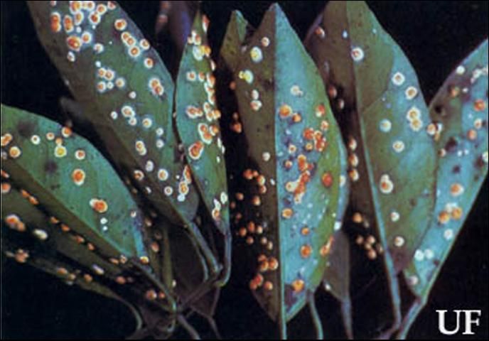 Figure 9. Red, Aschersonia aleyrodis, and yellow, A. goldiana, Aschersonia fungi attacking immature whiteflies.