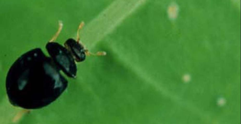 Figure 7. Adult coccinellid predator of whitefly nymphs, Delphastus catalinae.
