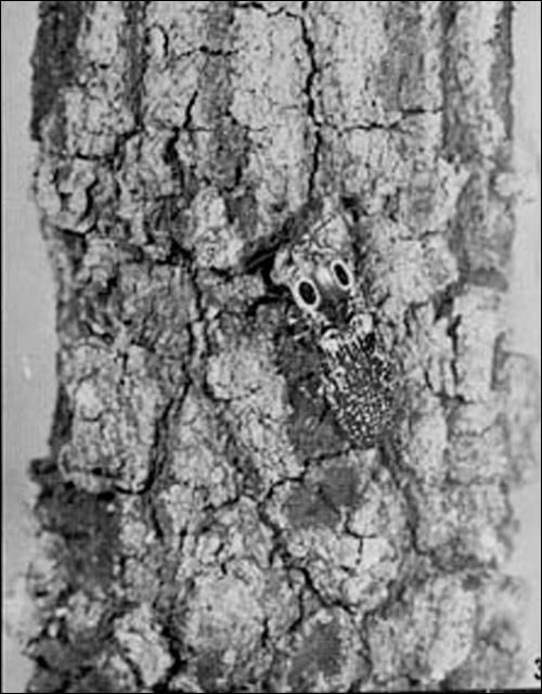 Figure 2. The adult click beetle Alaus oculatus (Linn.) on oak bark.