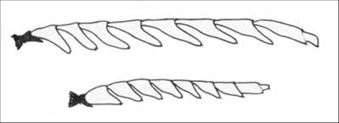 Figure 7. Antennae of adult male (top) and female (bottom) A. patricius.