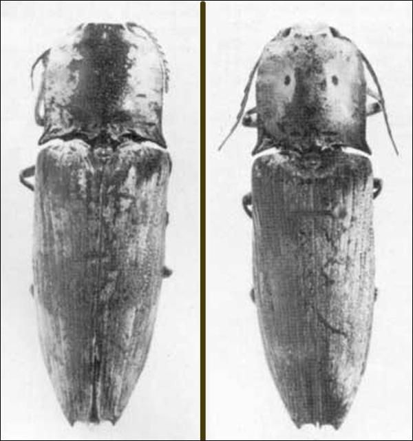 Figure 5. Adult Alaus patricius (Candeze) click beetles. Male on left, female on right.