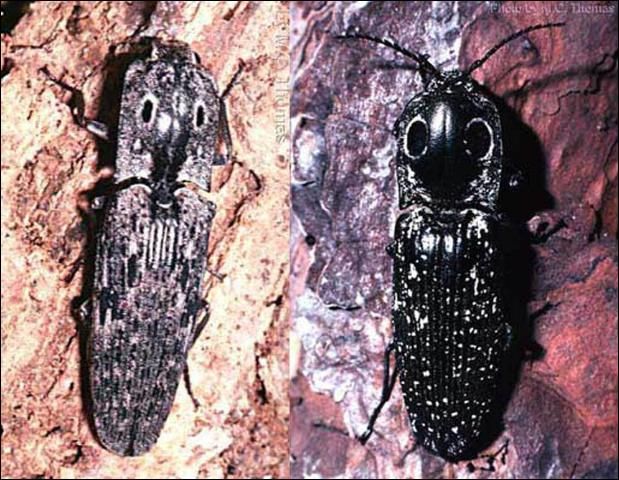 Figure 1. Adults of the click beetles Alaus myops (Fabr.), left, and Alaus oculatus (Linn.), right.