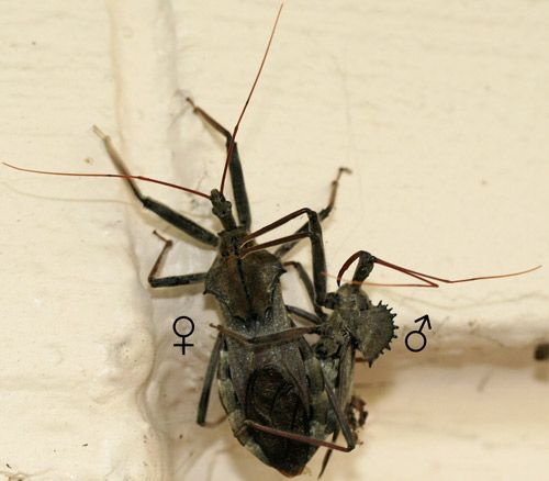 Figure 3. Adult wheel bugs, Arilus cristatus (Linnaeus), mating.