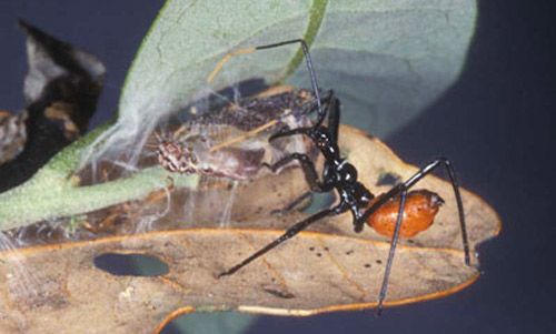 Figure 8. A nymph of the wheel bug, Arilus cristatus (Linnaeus), feeding on a caterpillar.