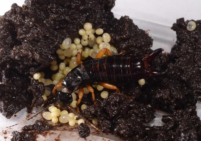 Figure 1. Adult female of the ringlegged earwig, Euborellia annulipes (Lucas), tending her eggs.