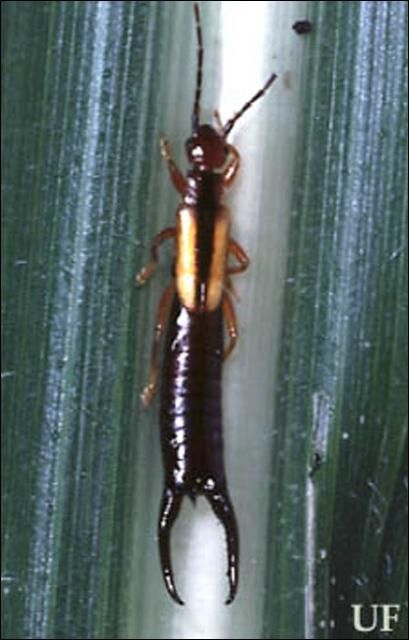 Figure 3. Adult earwig, Doru sp.