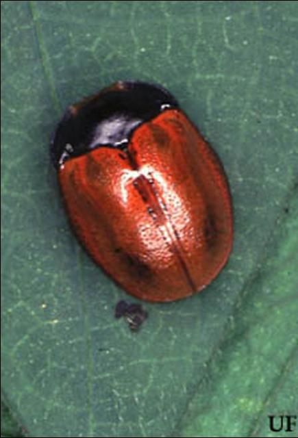 Figure 2. Adult of the tortoise beetle, Chelymorpha cribraria (Fabricius), with antennae and legs drawn in.