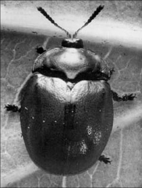 Figure 1. Adult of the tortoise beetle, Chelymorpha cribraria (Fabricius), with antennae and legs extended.
