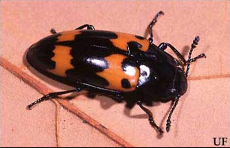 Figure 2. Adult pleasing fungus beetle, Megalodacne spp.